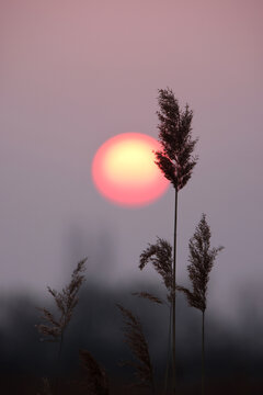 夕阳芦花