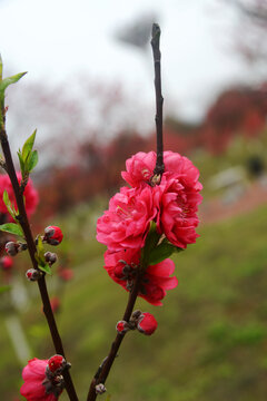 桃花