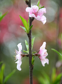 桃花