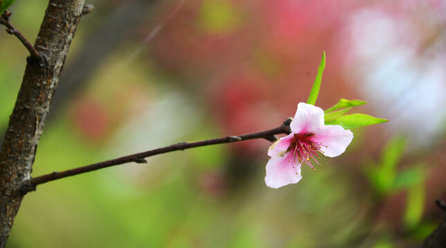 桃花