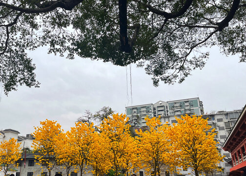 光孝寺内的黄花风铃木