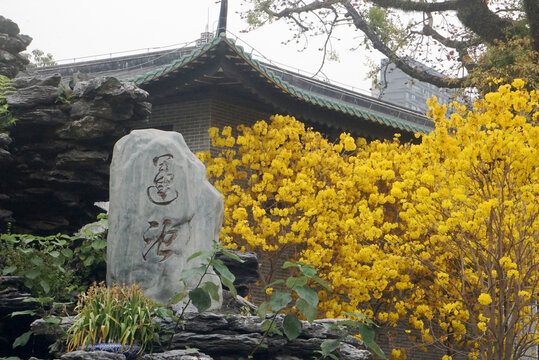 光孝寺黄花风铃木