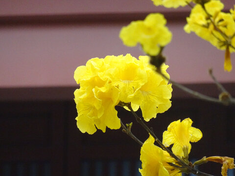 光孝寺黄花风铃木