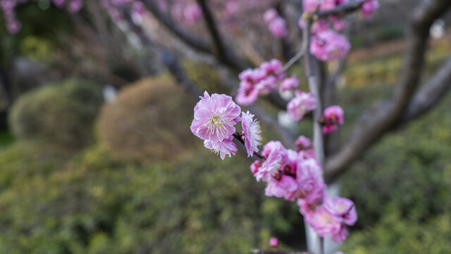 梅花