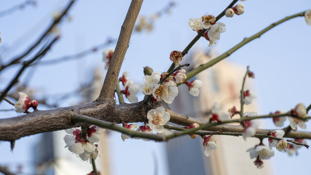 梅花