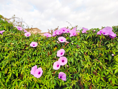 紫色牵牛花墙