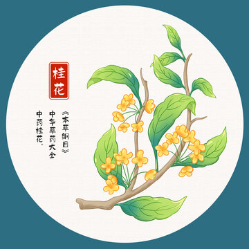 桂花插畫手繪