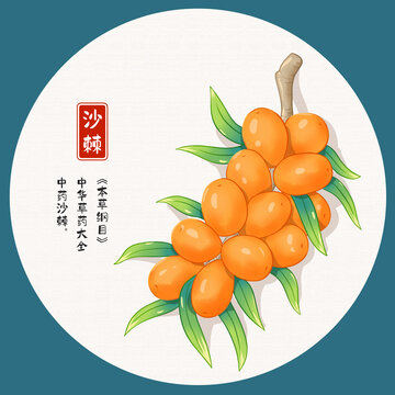 沙棘果插畫