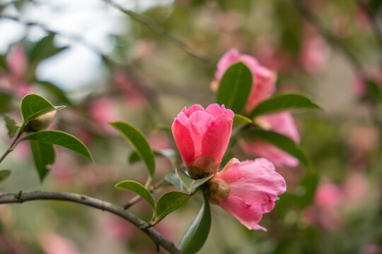 云南山茶花