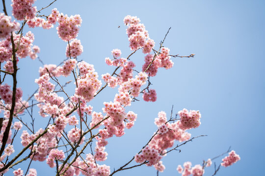 春天的樱花