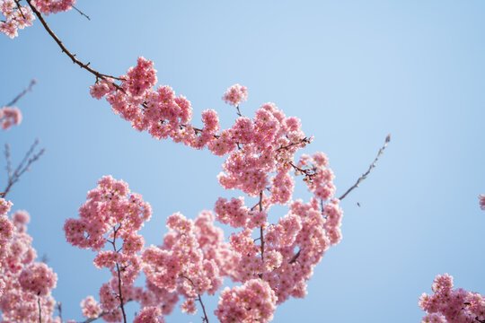 春天的樱花