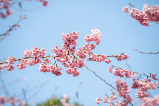 春天的樱花