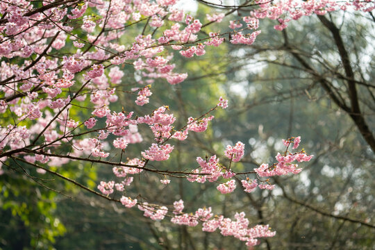 春天的樱花