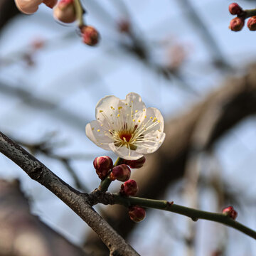 梅花