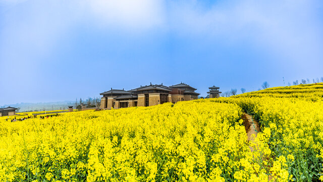 油菜花