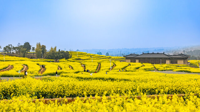 油菜花