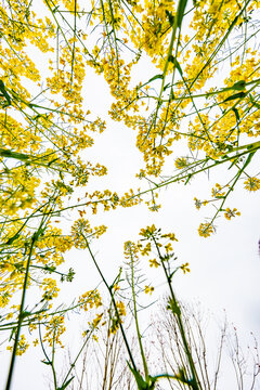 油菜花