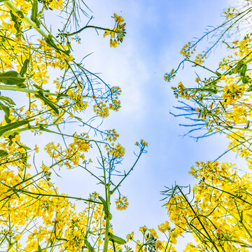 油菜花