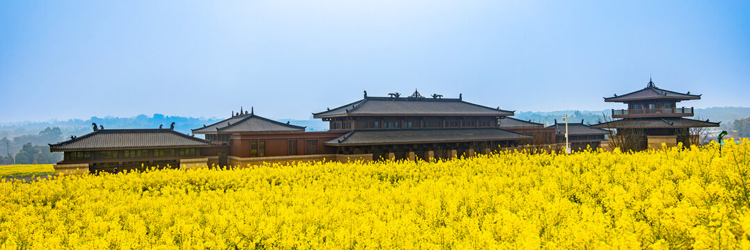 油菜花