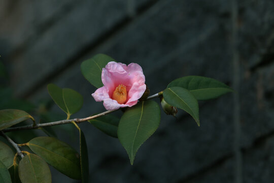 山茶花卉特写