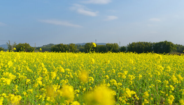 油菜花