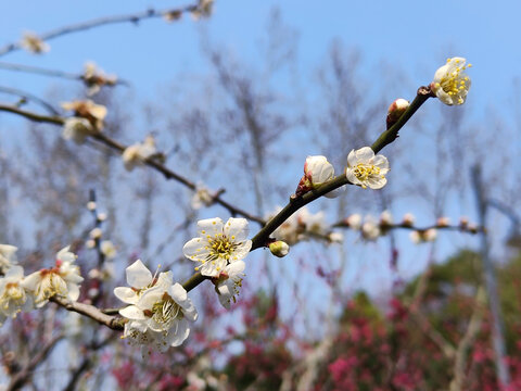 梅花