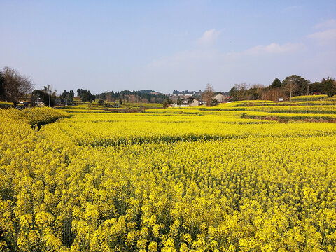 油菜花田