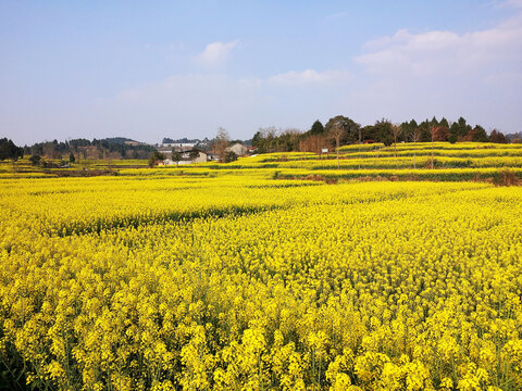 油菜花