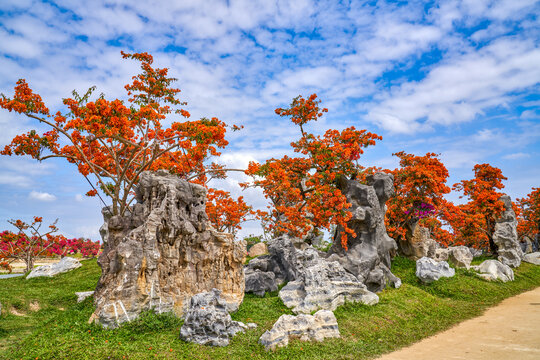 三角梅种植基地