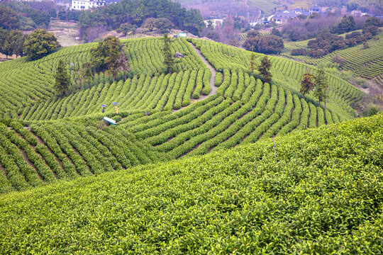 梯田茶园