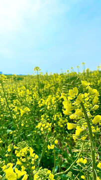 油菜花