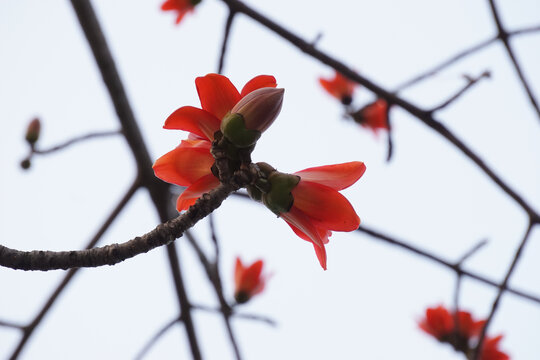 木棉花