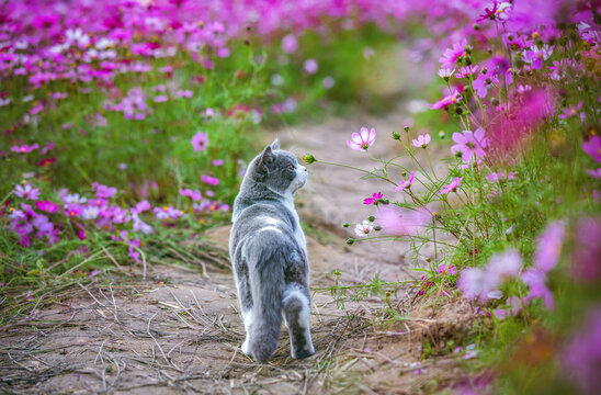 花田里的英短蓝白