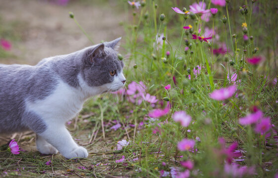 花田里的英短蓝白