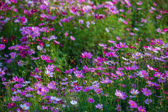 格桑花