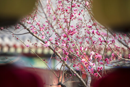 春暖花开