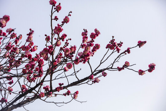 梅花盛开