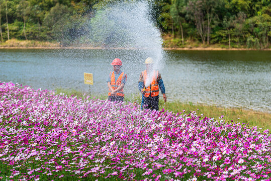 工人浇灌大波斯菊花海