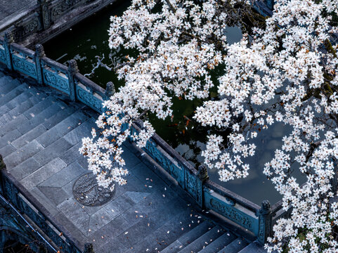 杭州临安天目山禅源寺的白玉兰