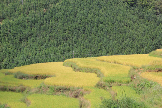 梯田