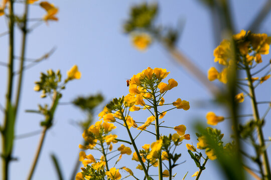 油菜花