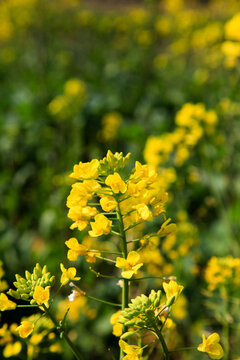 油菜花