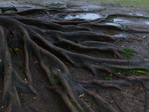 蜿蜒曲折的树根