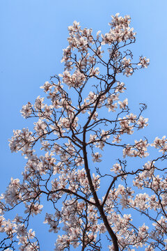 蓝色天空下的玉兰花