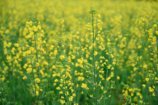 田间黄色油菜花花植物全帧拍摄