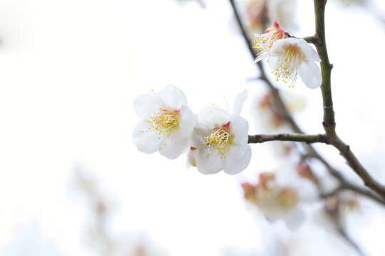 微距拍摄盛开的白梅花特写镜头