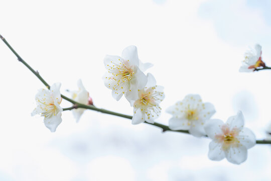 微距拍摄盛开的白梅花特写镜头