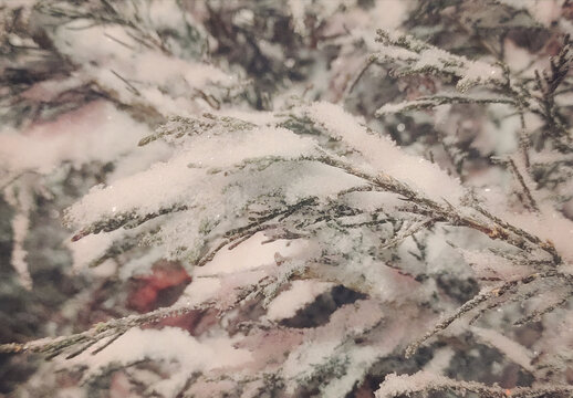 雪