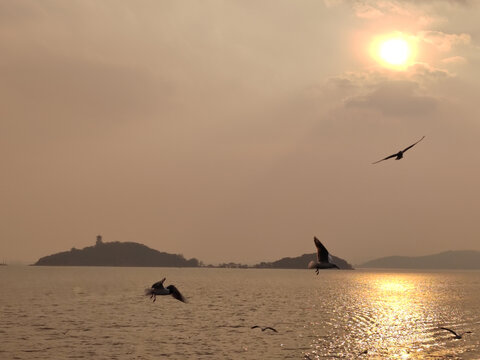 晚霞飞鸟