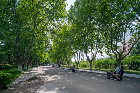 青岛农业大学校园道路